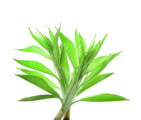 leaves isolated on white