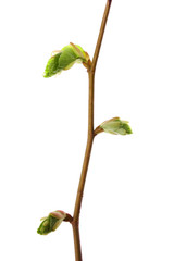 Branch isolated on white.