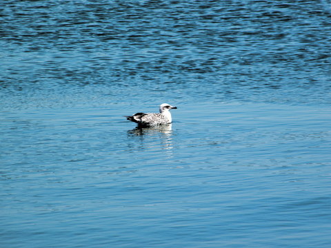 Sea gull in Keramoti1
