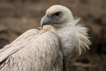 vautour de l himalaya,gyps himalayensis