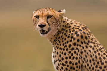 Gepard I