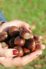 raccolta castagne