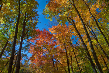 Impressive Canadian maple trees in fall