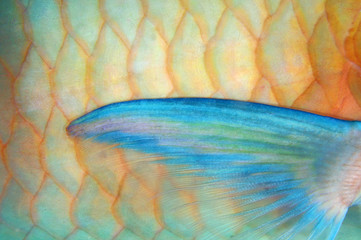 Fine details of a colorful fish fin