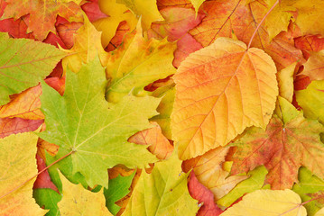 Herbstlaub 003