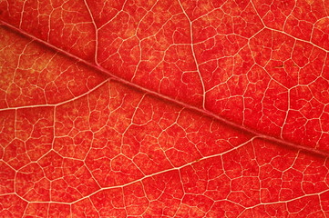 RED LEAF