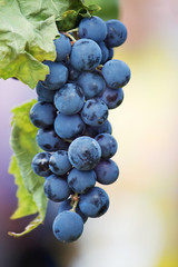 Black grapes vine