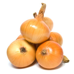 onion bulb