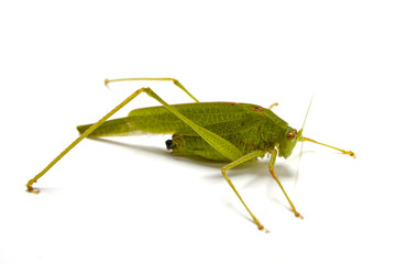 Grasshopper Closeup on White Background