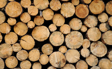 Wood, preparint for winter