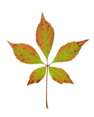 Parthenocissus quinquefolia