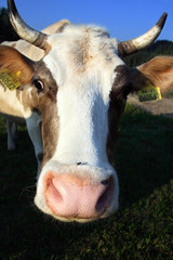 Cow Portrait