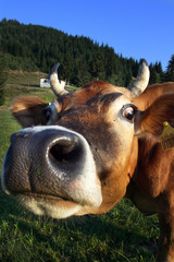 Cow Portrait