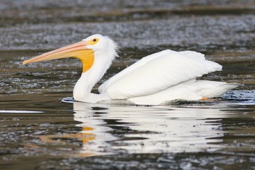 Lone Pelican