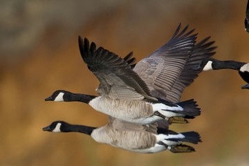 Naklejka premium Banded Geese in Flight