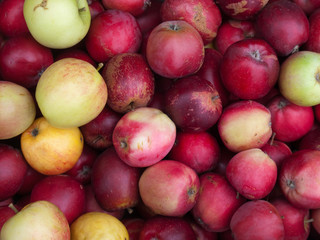 Fresh organic red apples