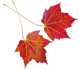 Two Maple Leaves