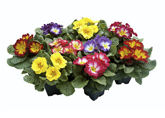 Primevère flammée en mélange