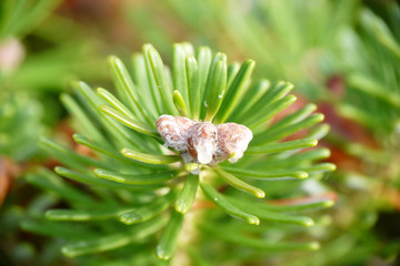 Pine Tree - Weihnachten