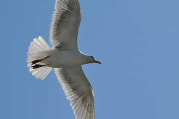 Gliding Artist II