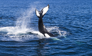 Whale. - 17897715