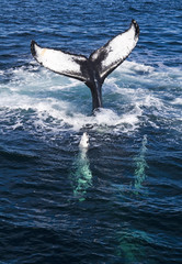 Fototapeta premium Whale tail.