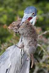 Heron Bird and Rat