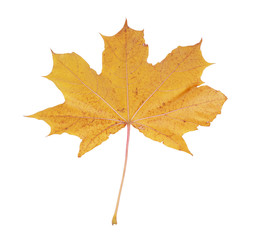 maple leaf