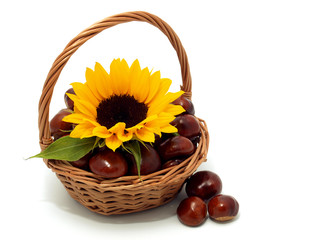 Fototapeta na wymiar Sunflower with chestnuts in the basket
