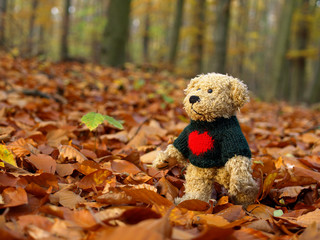 Teddy Bear in the Forest