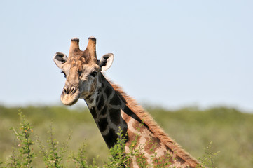 Giraffe