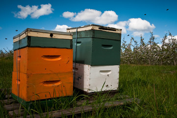 Beehives