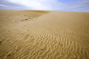 france,charente maritime,oléron : dune de la grande plage