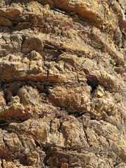 PALM TREE BARK