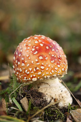 Toadstool in the grass