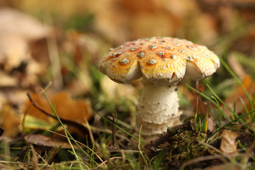 Toadstool in the grass