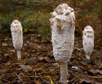 Shaggy ink cap mushrooms