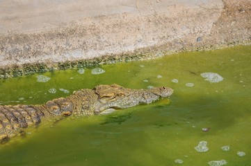 Alligator