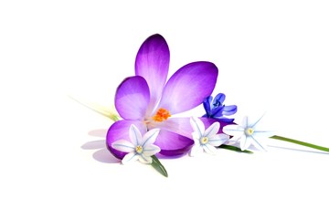 Frühlingsblüten