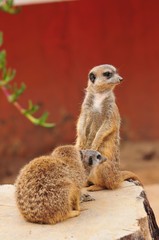 Erdmännchen