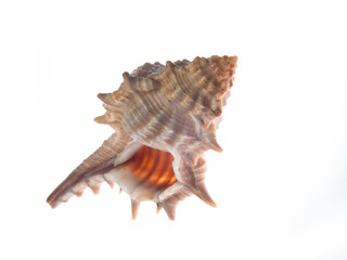 sea shell  over white