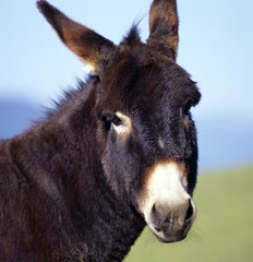 Fototapeta premium Esel_111578