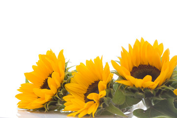 Naklejka premium sunflowers