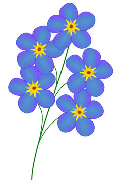 Vergissmeinnicht Bl&uuml;te