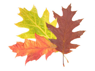 Three autumn leaves, isolated on white