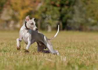 Spielender Hund