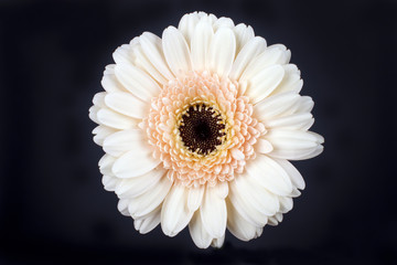 Flower gerbera