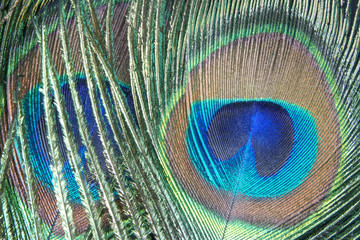 Obraz premium Peacock feather