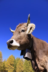cow with bell