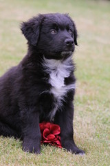 Fototapeta premium Mischlingswelpe mit roter Blume